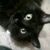 kittensmittens_