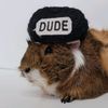 clubcavyguineapigs
