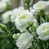 princessclouds99