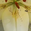 mar_yso
