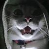 reyfan_2424