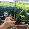 cactusashley2