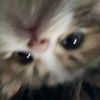 vanly_ly