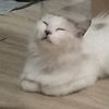 natnatnyengat