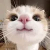 matvey_fedos
