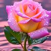 jaslinepaul8