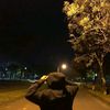 qxacz