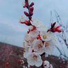 ali_unlu90