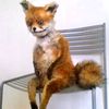 fluffy_fox_246
