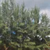 xerecrazy45