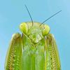 typebug