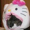 yummy.cat1