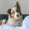 aussie.lilo