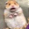 dan_rex3
