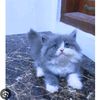 scorpio_wian