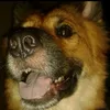 juniostr2
