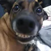 miluzinhafofadog