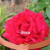 rosa.zambr