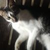 rex_exxxxmeong