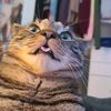 lunatic_catlady