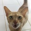 kucing_persia1234