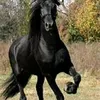 wwwtiktok.faucon