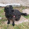 miadogadventures