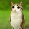 meowl.the.owl
