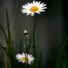 nhan.ma.69
