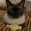 catlovingka