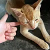 chichengmarrymeee