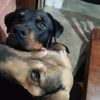 eltiernobracko