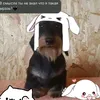dizaryss