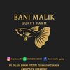 Bani malik guppy