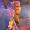 kucing_pensiun