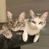 Misha&Ceniza