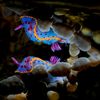 rainbowseabunny