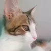 brisillita