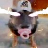 foxalt_fx