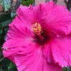 delrey_05