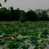 nguyendiinhnhuvan