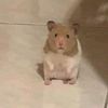 karliuchis1