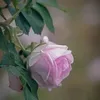 rekha.akther.jui