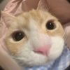 meowyasekiya