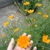 belanja_murmer1