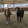 bodenarbeits._.ponys_