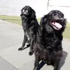 sueligl3