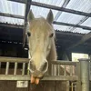 tilly.js