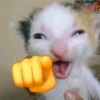 oppoa1669244