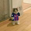 mambos_gatos